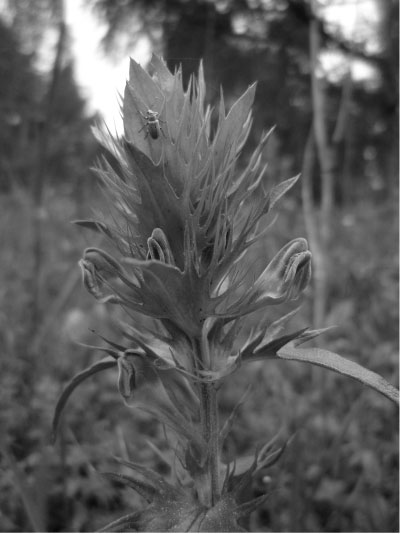 chromatic-contrast-bw
