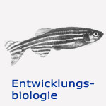 Entwicklungsbiologie