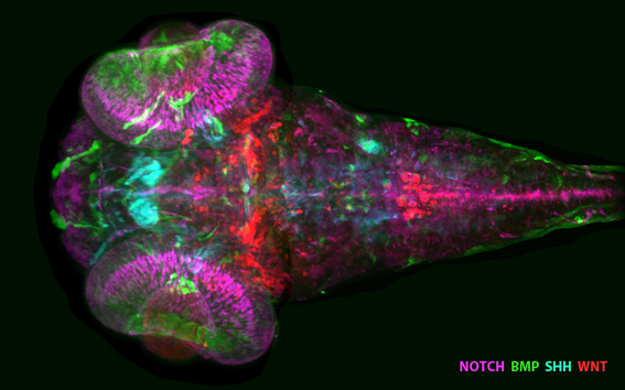 Zebrafish Brain Signalling