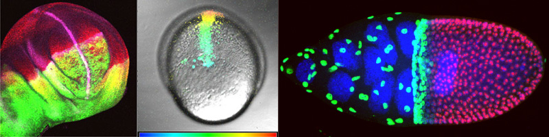 M.Sc. Biologie - Focus Genetics and Development