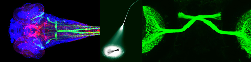 M. Sc. Biology- Focus Neurosciences