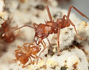 acromyrmex