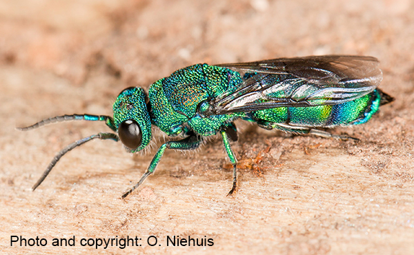 Chrysis Fasciata