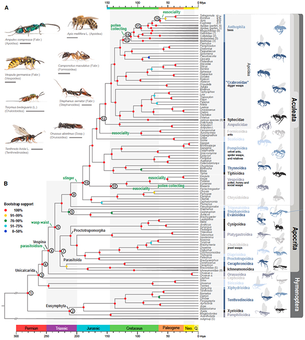 Hymenoptera phylogeny