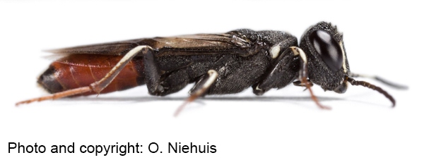 Orussus