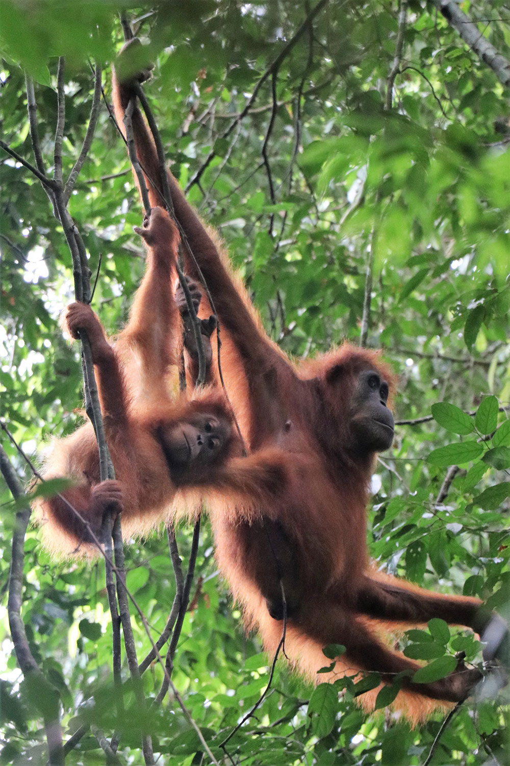 Orang Utan