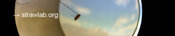 Straw Lab Fly