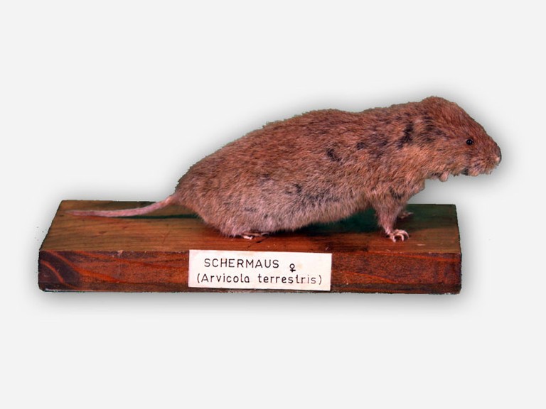 Vitrine 2 - Schermaus - Arvicola terrestris L. - small