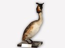 Vitrine 8 - Haubentaucher - Podiceps cristatus L.  - thumbnail