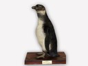 Vitrine 3 - Pinguin - Spheniscus spec. demersus? - thumbnail