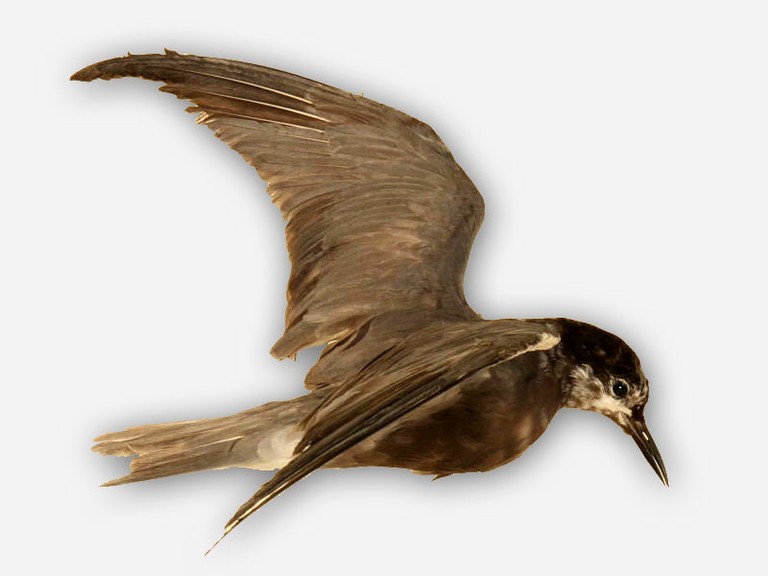 Vitrine 14 - Trauerseeschwalbe - Chlidonias niger  - small