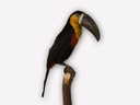 Vitrine 13 - Orange-Tukan - Rhamphastos vitellinus Licht - thumbnail