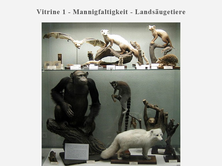 Vitrine 1 -	Mannigfaltigkeit - Landsäugetiere - small