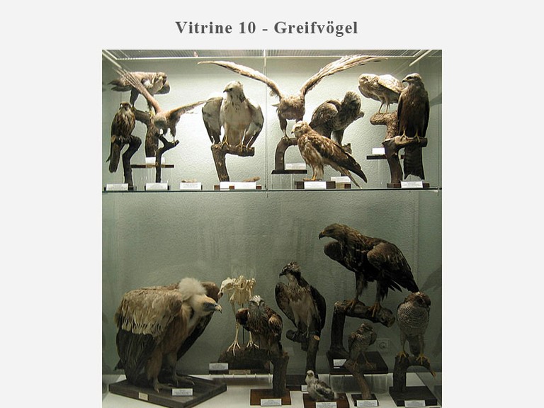 Vitrine 10 - Greifvögel - small