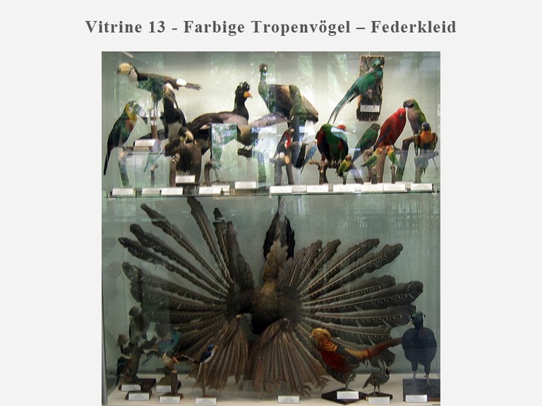Vitrine 13 - Farbige Tropenvögel - Federkleid - small