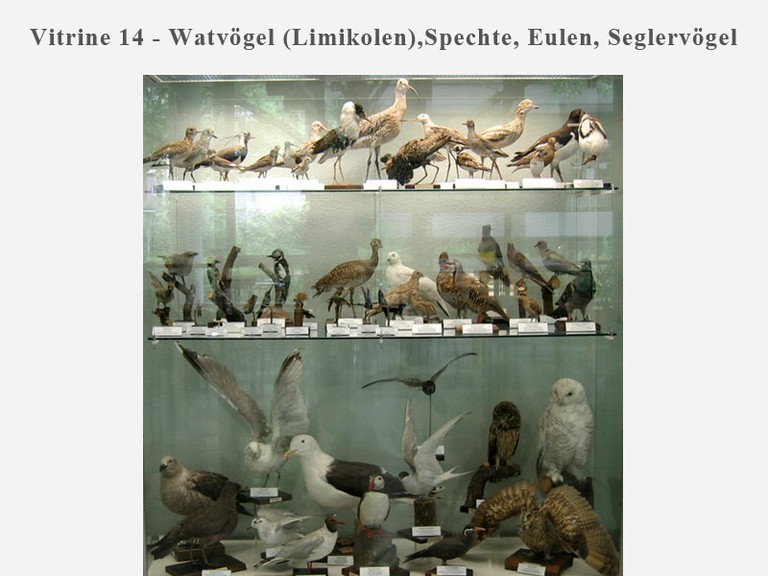 Vitrine 14 - Watvögel, Spechte, Eulen & Seglervögel - small