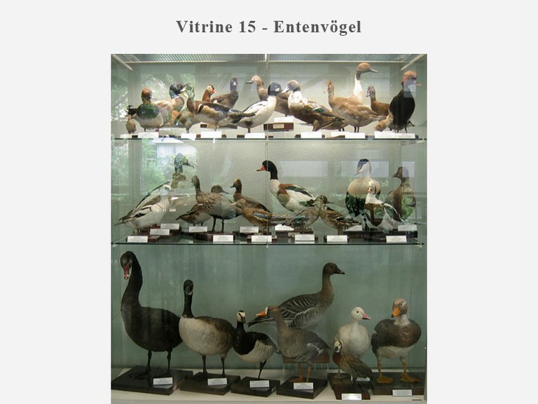 Vitrine 15 - Entenvögel - small