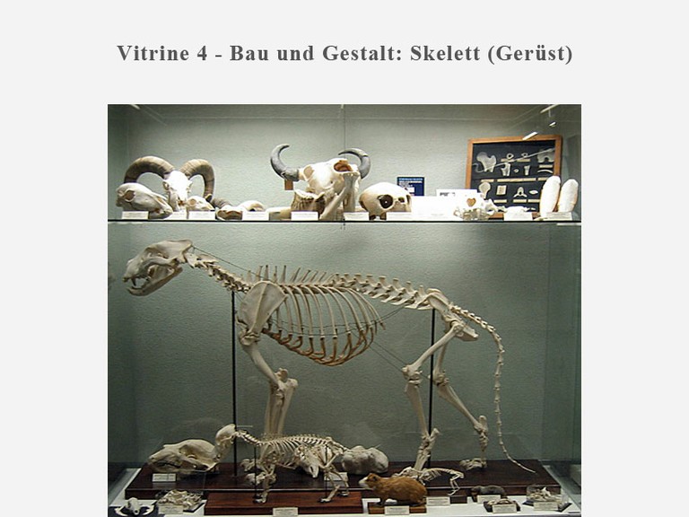 Vitrine 4 - Bau und Gestalt: Skelett (Gerüst)  - small