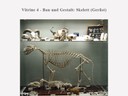Vitrine 4 - Bau und Gestalt: Skelett (Gerüst)  - thumbnail