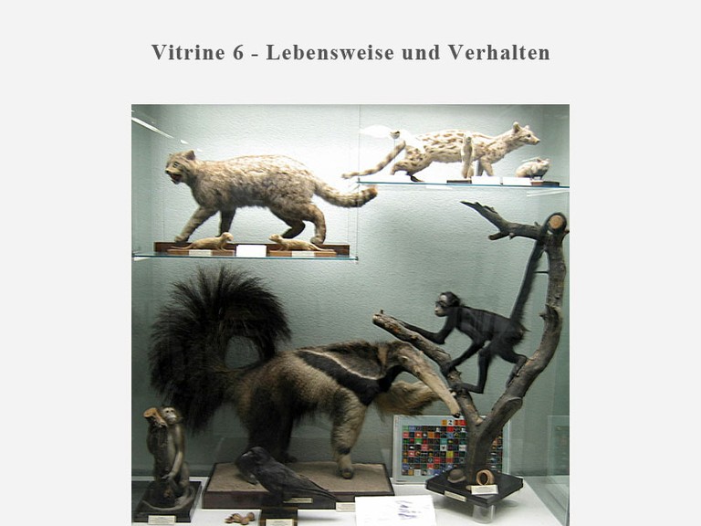 Vitrine 4 - Lebensweise und Verhalten - small