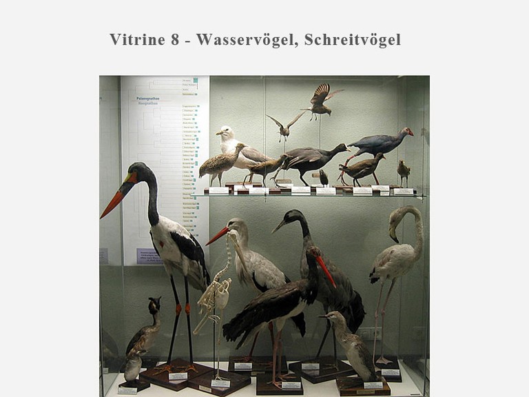 Vitrine 8 - Wasservögel, Schreitvögel - small
