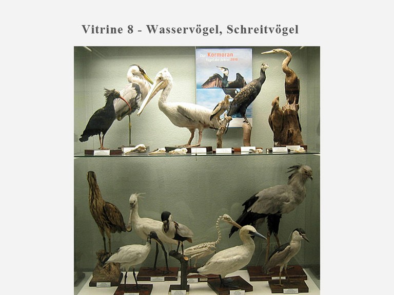 Vitrine 9 - Wasservögel, Schreitvögel - small