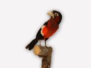 Vitrine 13 - Zahnbartvogel - Lybius aequatorialis Shell.  - thumbnail
